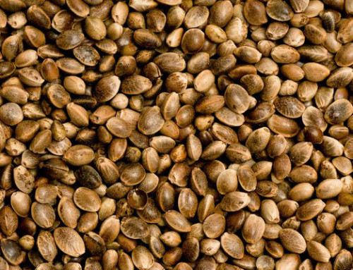 Hemp Seeds – New legislation for use in food products